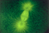 Immunofluorescence micrograph of microtubules
