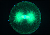 Immunofluorescent micrograph of sea urchin mitosis