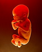 Foetus aged 5 months