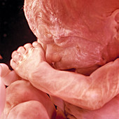 Human foetus at 12 to 15 weeks old
