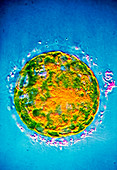 False-colour TEM of 6-day-old fertilised ovum