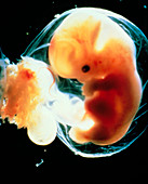 Human embryo 5-6 weeks after fertilisation