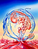 Abstract artwork of genetic development of foetus
