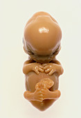 Front view of an aborted human foetus aged 8 weeks