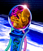 Computer artwork of genetically engineered foetus