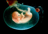 Human foetus 7-8 weeks old