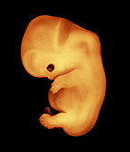 Human embryo 6 weeks old