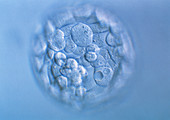 Blastocyst embryo