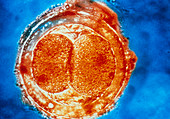 Two-cell embryo