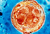 Eight-cell embryo