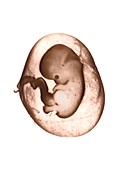 Eight-week-old foetus