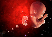 Foetuses