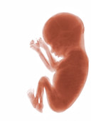 Foetus,computer artwork