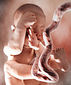 36-week-old foetus,artwork