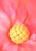 Implanted blastocyst in the uterus