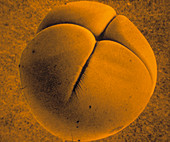 False colour SEM of fertilised frog cell