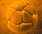 False-colour SEM of frog embryo at 16 cell stage