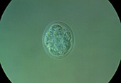 The embryo of a mouse at the eight-cell stage