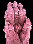 Foetal mouse foot,SEM