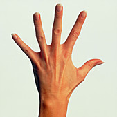 Top view of the healthy hand of a woman