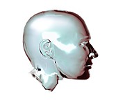 Human head