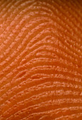 Macrophot of index finger showing skin ridges