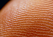 Fingerprint skin ridges