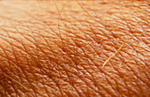 Macrophoto of skin on male hand
