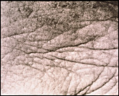 Close-up of wrinkled skin of an elderly woman