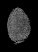 Human fingerprint