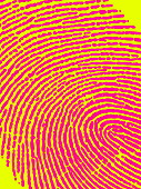 Human fingerprint
