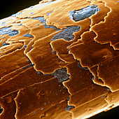 Coloured SEM of human hair surface with residue