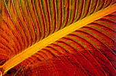 Light micrograph of a kingfisher's feather