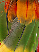 Parrot feathers from an indian head-dress