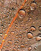 Light micrograph of water droplets on bird feather