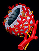 Illustration of blood supply in the thyroid gland