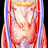 Illustration of human thyroid gland in the neck