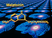 Artwork of melatonin secretion by pineal gland