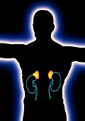 Artwork of human figure showing kidneys & adrenals