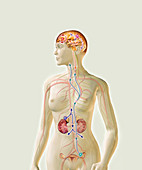 Female hormone system