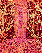 Pituitary gland blood vessels,SEM
