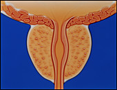 Artwork of a sectioned prostate gland and urethra