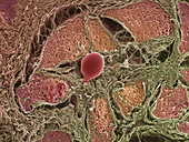 Lacrimal gland,SEM