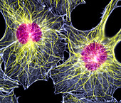 Fibroblast cells showing cytoskeleton