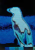 Thermograph of a penguin