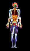 Coloured MRI scan of a whole human body f