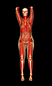 Female body,CT scan