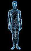 Whole-body contour map of man,front view
