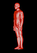 Computer graphic of standing human form (oblique)