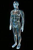 Artwork of a wire-frame man's body